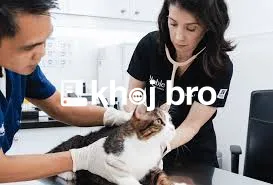   Veterinary Cat Clinics Offering Tailored Care Plans For Different Br