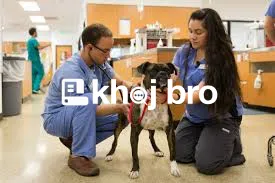   Dog Clinics That Care: Vaccines, Grooming, Checkups, and Surgeries