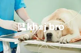   Cost-Effective and Highly Rated Dog Clinics Near Your Area Today