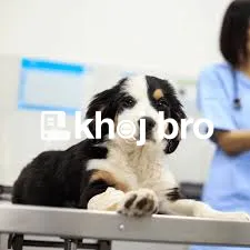   Caring Dog Clinics for Puppies, Vaccinations, and Health Consultatio