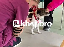   Affordable Dog Clinics Delivering Superior Pet Care Around the Clock