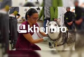   Dog Clinics with Friendly Vets Offering Professional Pet Healthcare