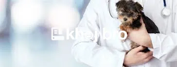   Highly Recommended Dog Clinics Offering Surgeries and Regular Exams