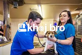   Best Dog Clinics in the City for Affordable Health Solutions for Pet