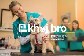   Advanced Veterinary Dog Clinics Offering Dental, Nutrition, and Surg