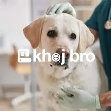   Easy-Access Dog Clinics With Experienced Staff for Quality Veterinar