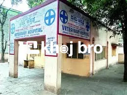   Affordable Pet Health Clinics for Dog Vaccinations, Grooming, and Th