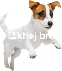   Book Same-Day Dog Clinic Appointments Online for Surgery and Groomin
