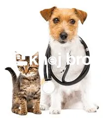   Affordable Dog Clinics With Packages for Grooming, Surgeries, and Va